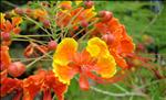 Caesalpinia pulcherrima